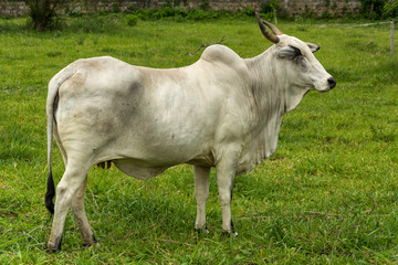 Naklejka na ściany i meble White cow at an urban region
