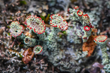 Lichen Cladonia coccifera. Green-red lichen. Selective focus. Photo made in north of Norway on the coast - near Tromso City.