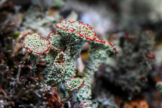 Lichen Cladonia coccifera. Green-red lichen. Selective focus. Photo made in north of Norway on the coast - near Tromso City.