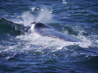 Whale blowing in lagoon of Hermanus, South Africa