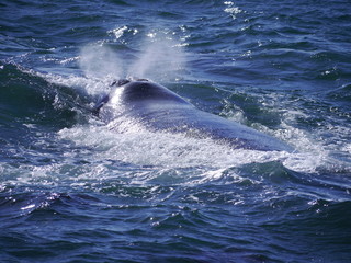 Fototapeta premium Whale blowing in lagoon of Hermanus, South Africa