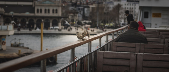 Fototapeta premium a sparrow on a ship approaching the dock