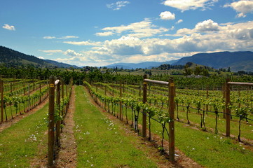 Fototapeta na wymiar Okanagan valley vineyards canada panormama