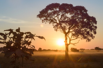 The sun is setting down behind a big tree. Pantanal, Mato Grosso, Brazil