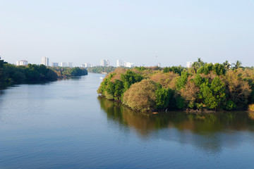 Fototapeta na wymiar mangrove forest with lake and background of city view, kerala kochi