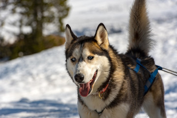 The sleds pulled by dogs in the snowy landscape of Grau Roig, Encamp, Andorra.