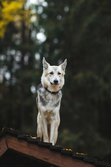 Calm mongrel dog in autumnal park. Cloudy day