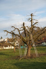 three ladders leaned on a apple tree in winter for cutting of excessive branches 
