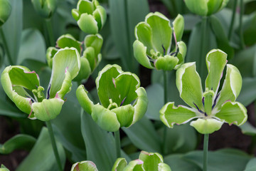 Unusual green tulip variety. Natural green monochrome background with tulips