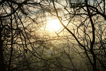 group of trees in winter close up, the leafless branches spread all over the photos, The sun setting down penetrates through the branches. The sun is blurred due to fine layer of clouds covering it. 