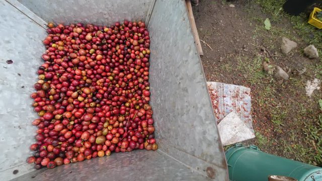 Ripe coffee cherries being processed in a coffee bean peeler pulper machine.