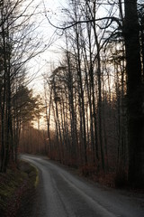 a road in the mixed forest in winter an sunset with sun giving the trees golden hue.