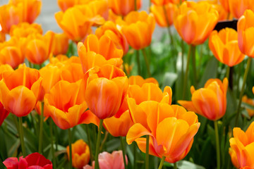 Beautiful orange tulips with petals in the shape of hearts. Closeup of tulip flowers in the springtime in Netherlands