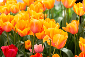 Beautiful orange tulips with petals in the shape of hearts. Closeup of tulip flowers in the springtime in Netherlands
