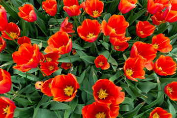 Closeup of a big red tulip flower