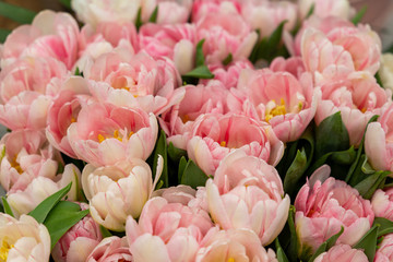 Fototapeta premium Cultivated unusual tulip flowers. Many petals, pistils and stamens. Springtime background