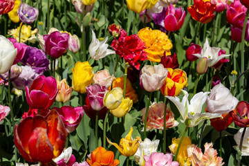 Top view of beautiful colorful bright tulips. Background of different sorts of tulip flowers in the spring