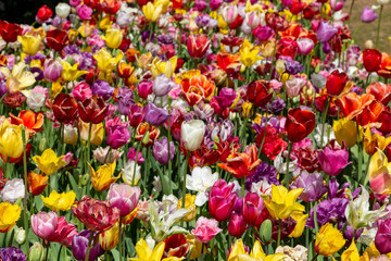 Top view of beautiful colorful bright tulips. Background of different sorts of tulip flowers in the spring