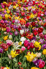 Obraz premium Top view of beautiful colorful bright tulips. Background of different sorts of tulip flowers in the spring
