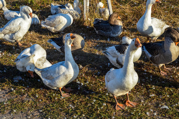 Flock of happy domestic geese resting and grazing in the field 