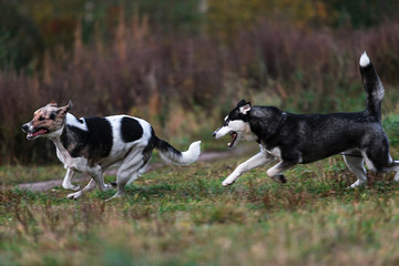 Angry mongrel dogs fighting in countryside at dusk