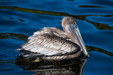 Pelican in flight.