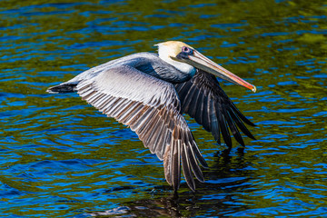 Pelican Skimming Over the Water