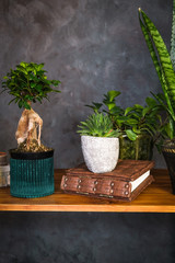 Modern interior with dark walls and potted houseplants on wooden table. Green plants in home decor.
