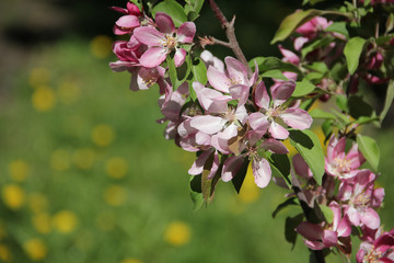 Spring Apple blossom