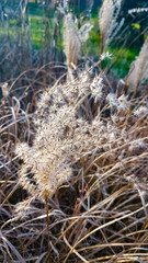 Cereal séchés automne