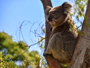 Resting Koala
