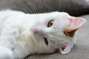 Fototapeta na wymiar Domestic cat, deep white, playing on a brown sofa