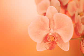 close up soft focus orchid flower in neon light, copy space, trend 2020 color lush lava