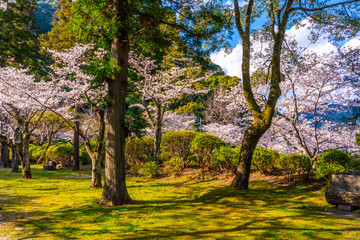 神社境内の桜