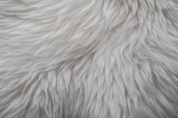 White long hair fur for background or texture sheep
