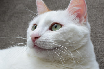 Domestic cat, deep white, playing on a brown sofa