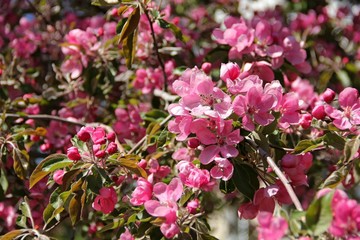 Spring Apple blossom