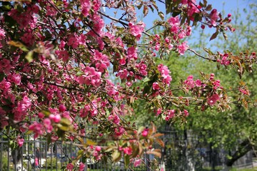 Spring Apple blossom