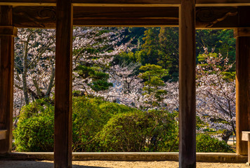 錦雲閣から見る桜