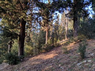road in the autumn forest,nature