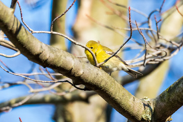 gold finch on branch