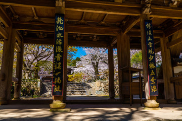 Naklejka premium 金山功山寺と桜