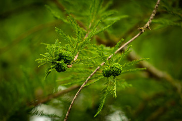 Fruit du cyprès chauve