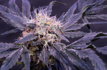 Strawberry Cough Cannabis flower bud in full bloom