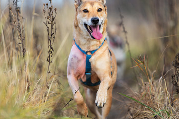 Excited dog running on trail in countryside