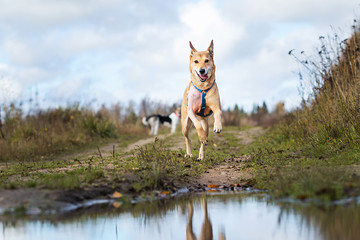 Excited dog running on trail in countryside