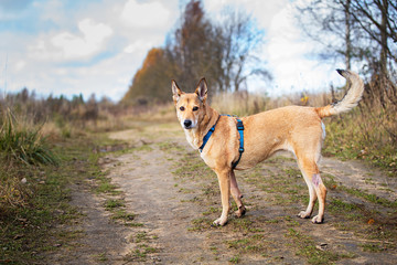Mongrel dog standing on path in countryside