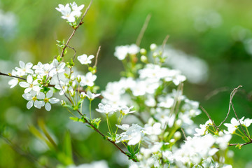 Cerasus besseyi (L.H.Bailey) Lunell white small flowers on branches. Dwarf cherry blossoms in spring. The background for spring screensaver. Spring time concept.