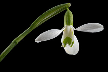White flower of snowdrop, lat. Galanthus nivalis,  isolated on black background