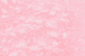 Pink coral gradient background with flowers. Flowers pattern